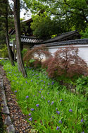 Kamigoryo earlysummer 2022-14.jpg