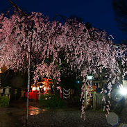 A weeping cherry tree at Suika Tenman-gū.