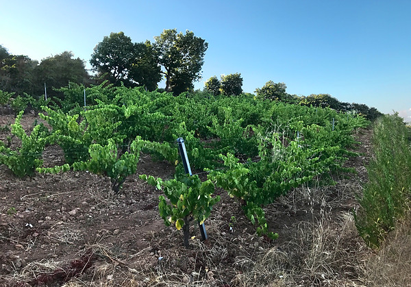panevino vigne.jpg