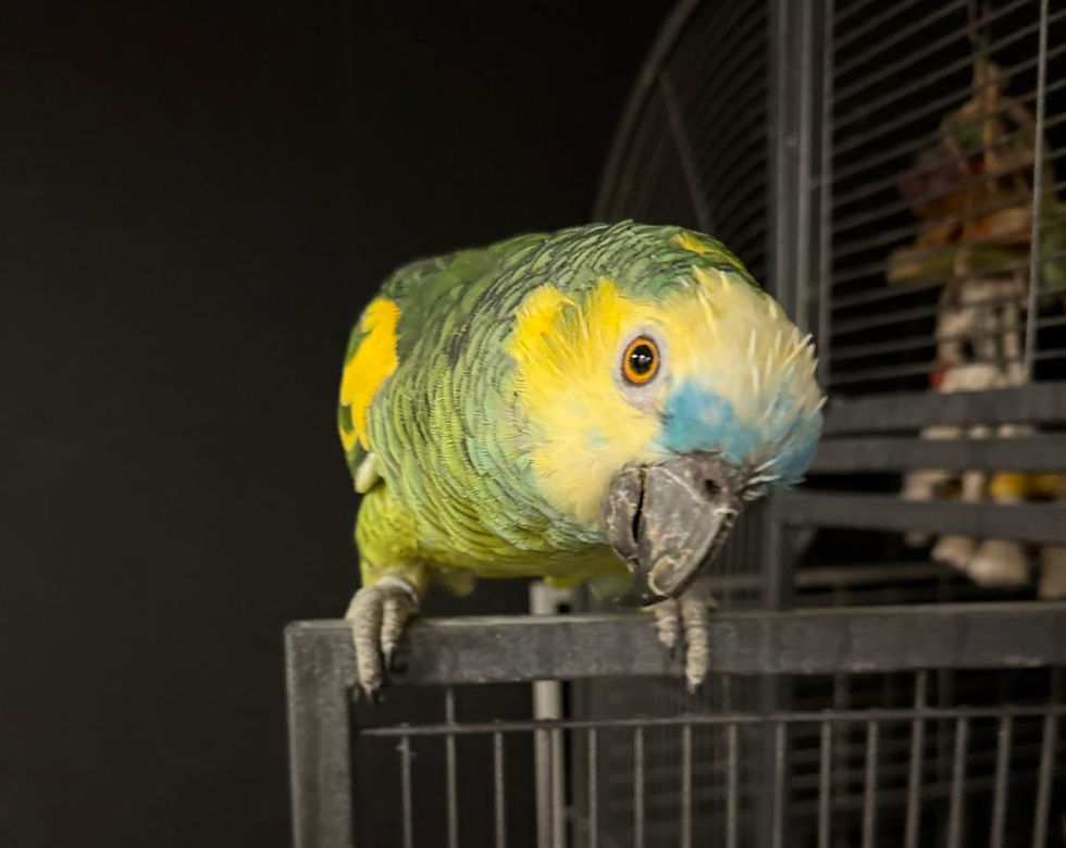 Pacolito, Papageientraining, Papagei, Amazone, Gelbstirnamazone, Papagei beißt, Papagei beißen