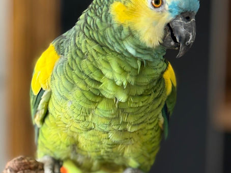 Pacolito, Papageientraining, Papagei, Amazone, Gelbstirnamazone, Papagei beißt