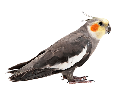 Pacolito -Nymphensittich