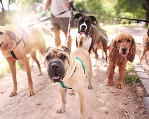 Dog Walker_edited.jpg