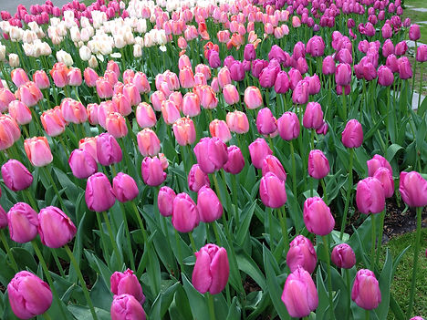 20130512-165116-Purple-and-pink-tulips.j