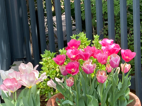 Tulip in our garden / 我が家のチューリップ🌷