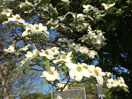Sign of Spring everywhere