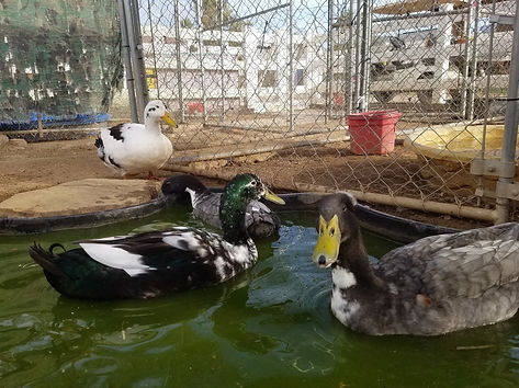 122881212_3469296203155440_8856652402883