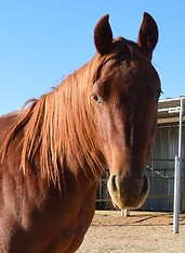 HORSES_Topper2.jpg