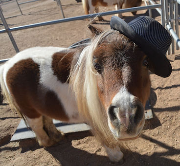HORSES_CloudHat.jpg