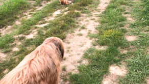 Mercredi 29 avril : sortie canine sur la voie verte à Mérignies (10 €/chien, 7 €/chiot)