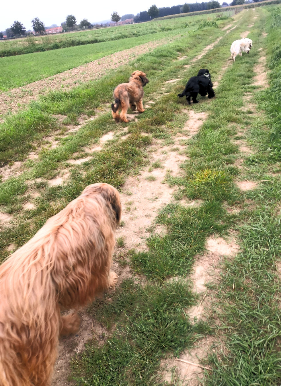 Mercredi 29 avril : sortie canine sur la voie verte à Mérignies (10 €/chien, 7 €/chiot)