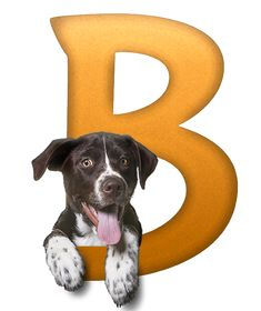 Nom de chien en B.jpg
