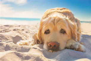 chien sur la plage