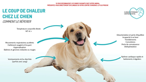 ATTENTION AU COUP DE CHALEUR !