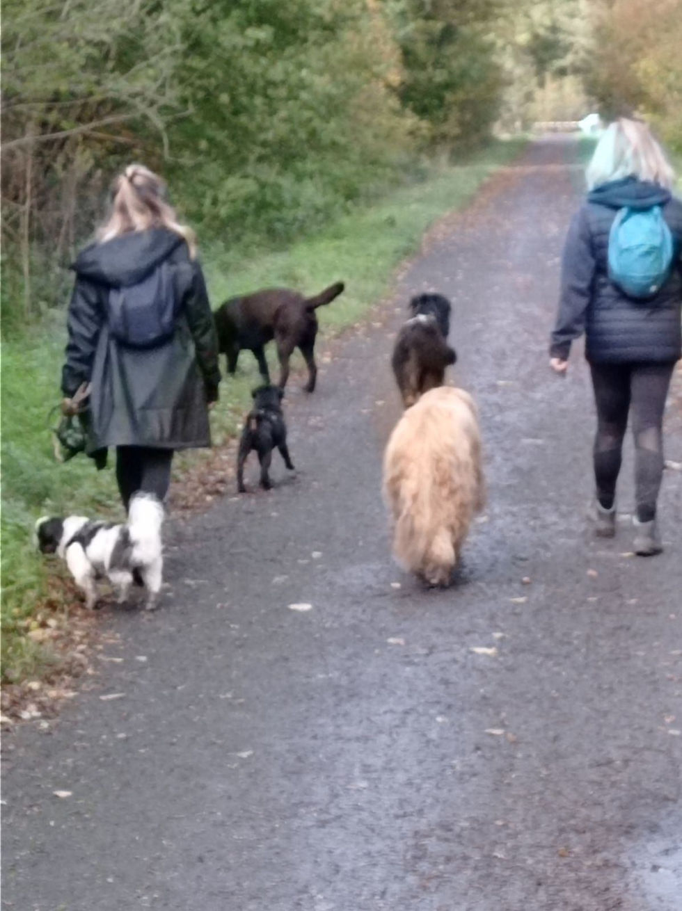Dimanche 18 octobre 2026 : sortie canine autour à la forêt de Phalempin (10 €/chien, 7 €/chiot)