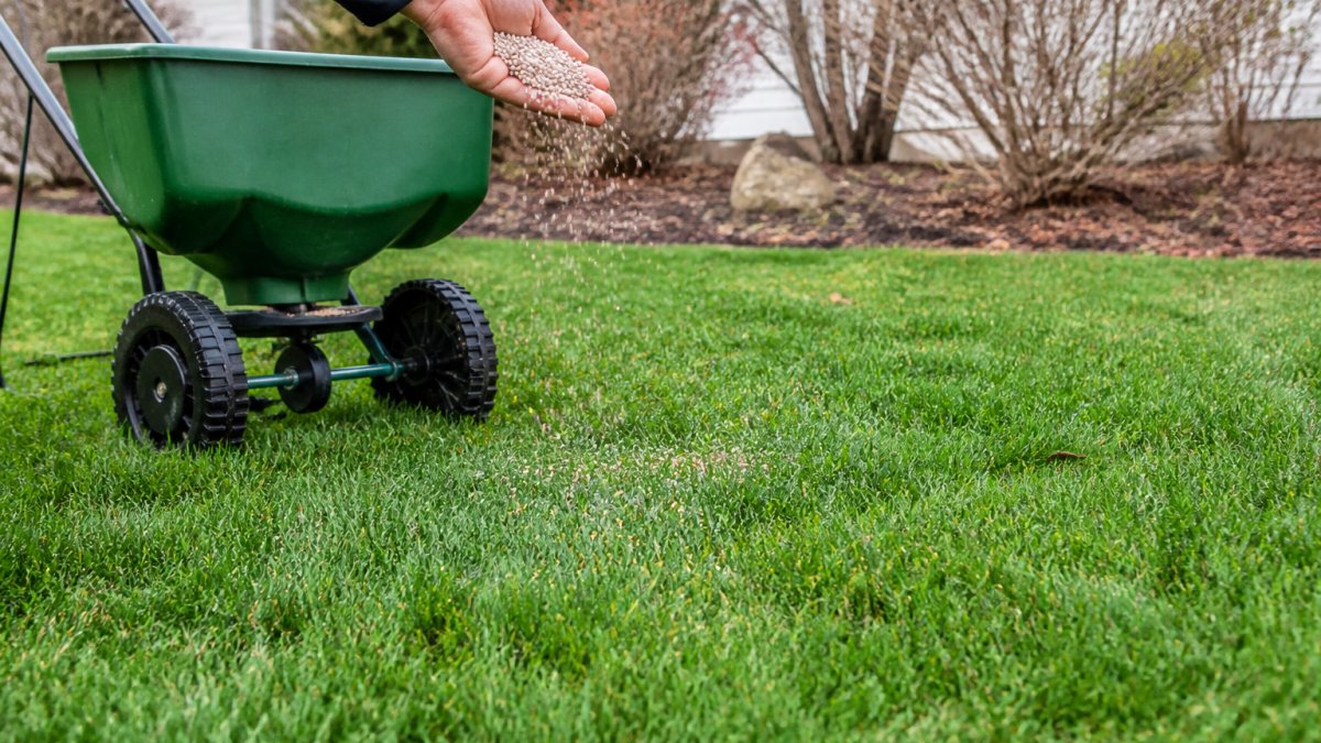 Best Time to Fertilize Fescue Grass: A Guide
