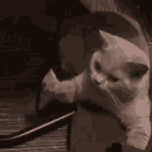 cat-cat-love.gif