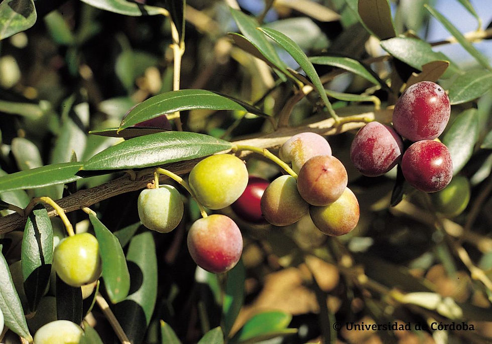 Arbequina