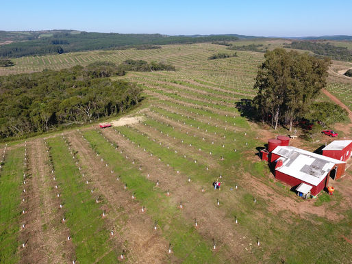 Olivoteca marca presença em Encruzilhada do Sul.