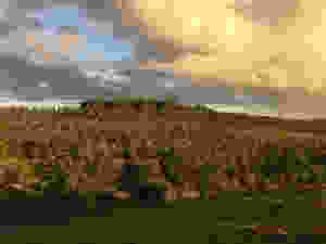 Fazenda Guarda Velha, em Pinheiro Machado, RS.