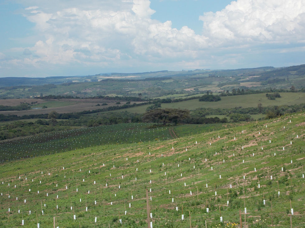 Pomar da Fazenda São Jorge, Encruzilhada do Sul