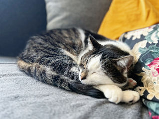 Premium-Katzensitting: Übernachtungen