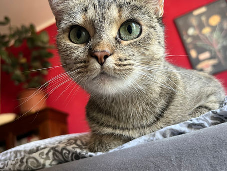 Wann braucht meine Katze eine Verhaltensberatung?