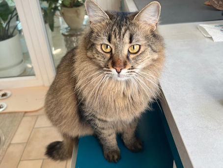 Wie viele Betreuungsbesuche am Tag tun Katzen gut?