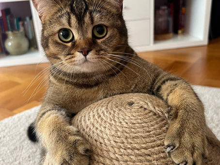 Teamwork: Professionelle Katzensitter:innen im Einsatz für Katzen