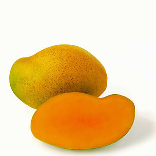 Mango-Francis.jpg