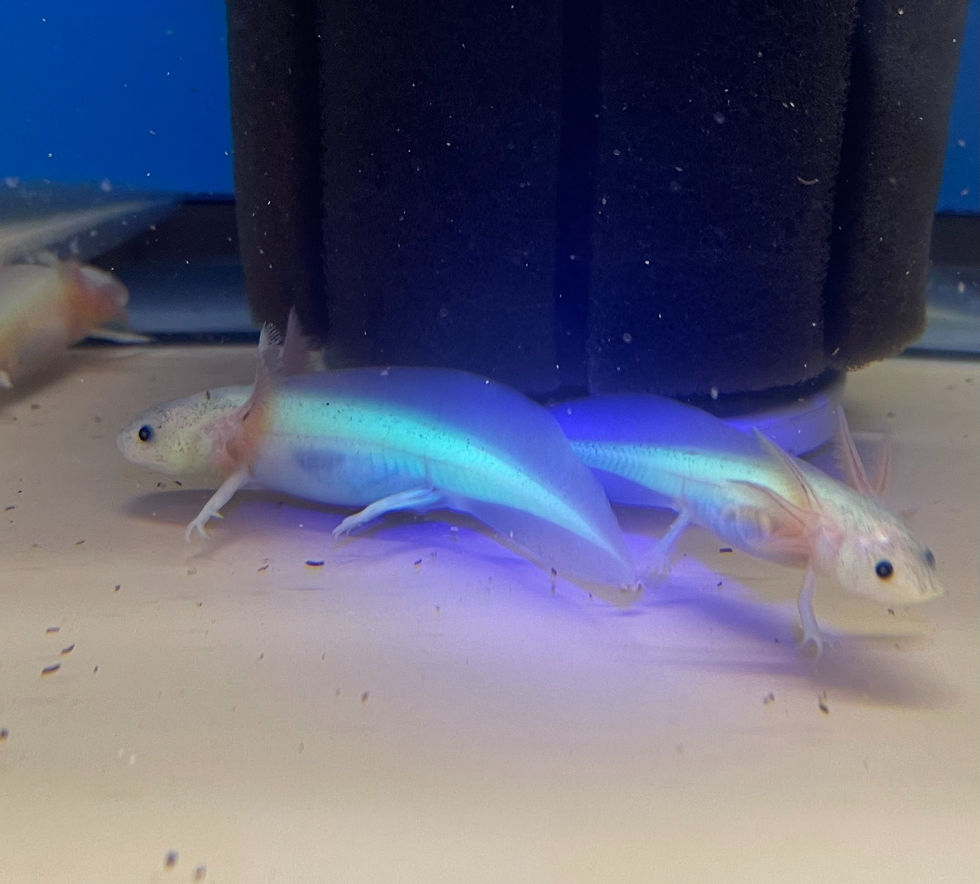 Leucistic w/ GFP