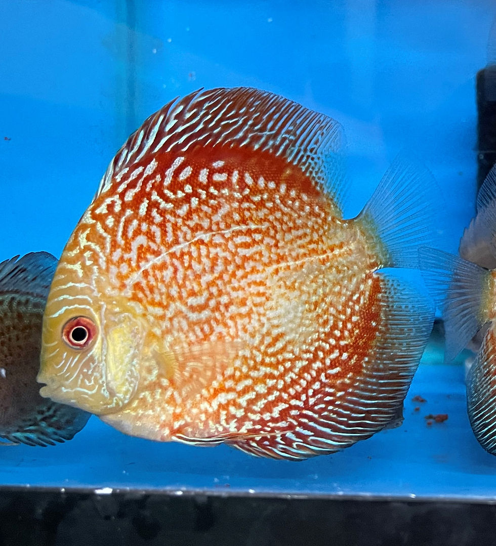 Discus