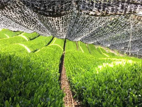 一枚の茶葉から一杯の抹茶ラテへ：抹茶ができるまでの丁寧な物語