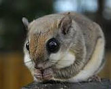 Southern Flying Squirrel