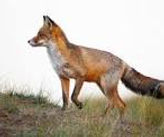 Grey Fox