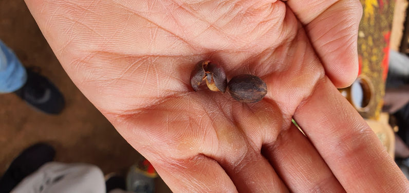 First husk or scale or skin of coffee bean