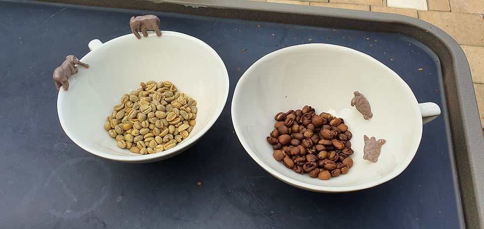 Coffee beans before and after roasting