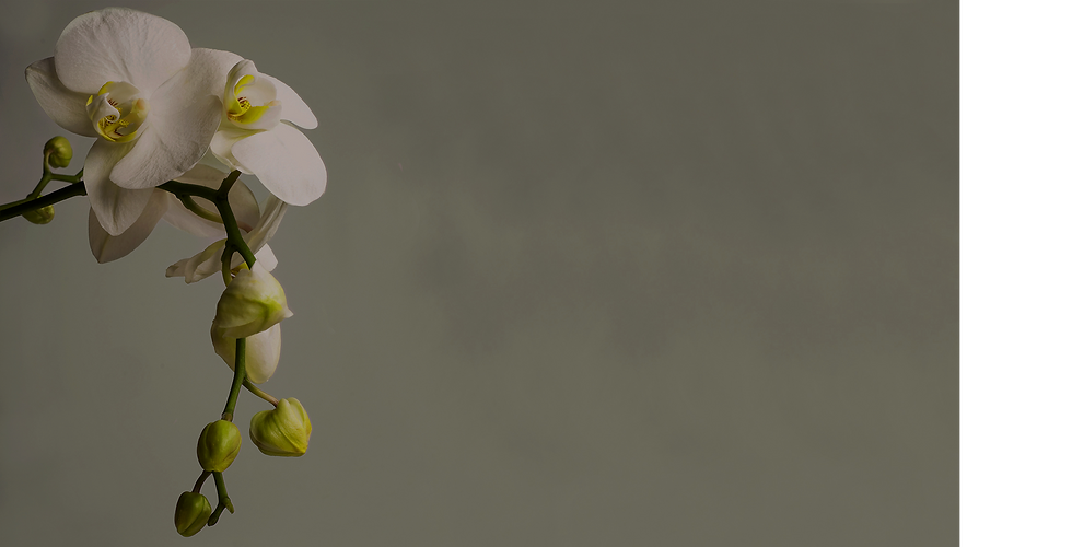 White Orchid Blossom_edited_edited.png