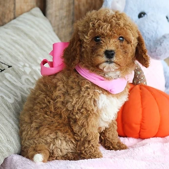 Rosie, a Goldendoodle female puppy