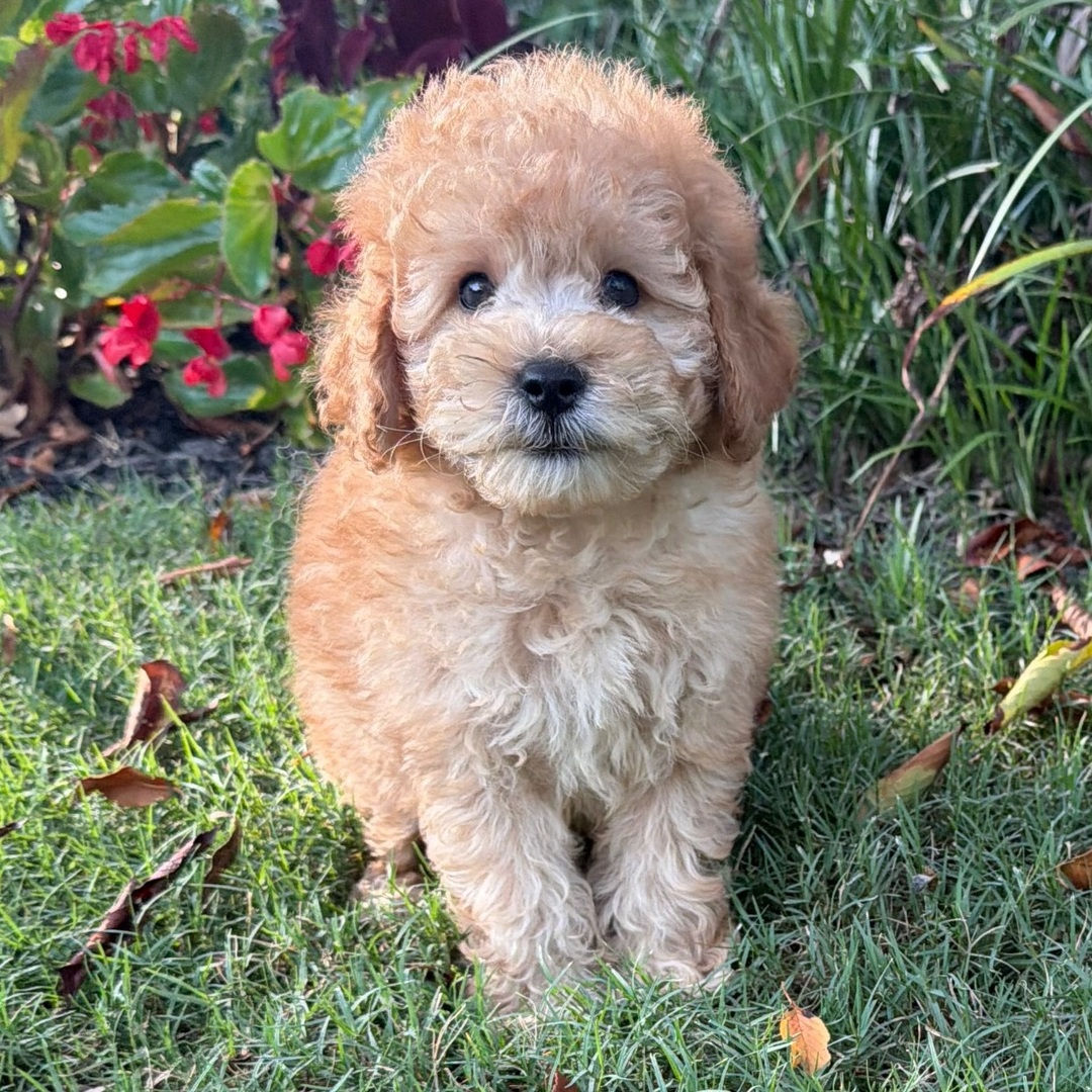 Cody - Male