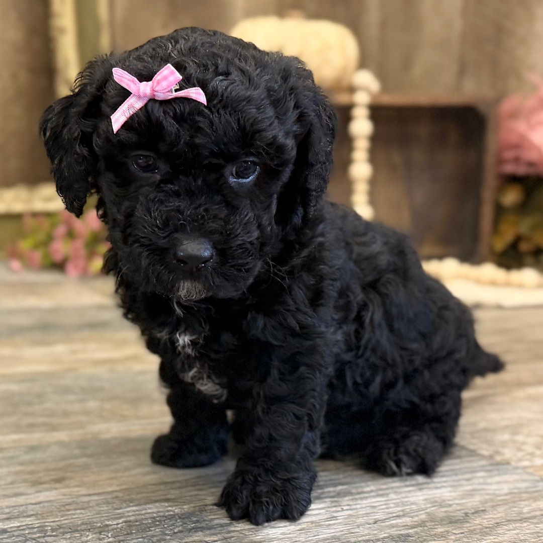 Huxlee - Female
