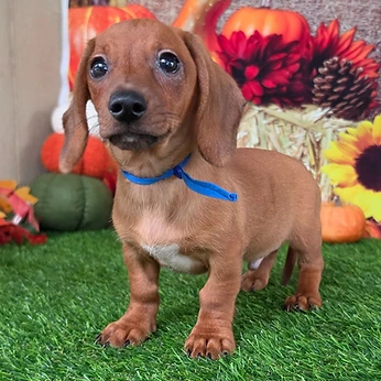 Simon, a Dachshund male puppy