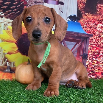 Susan, a Dachshund female puppy