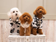 BiBi Hotel 泊ポートでワンちゃんと一緒に泊まれるお部屋の販売がスタートいたしました!