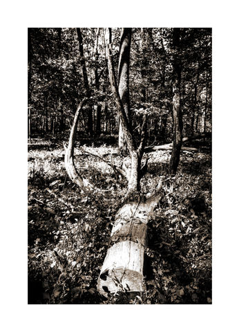 Enchanted Forest
