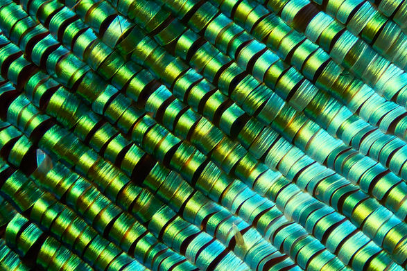 Microscopic wing scales of Chrysiridia rhipheus showing structural coloration