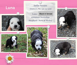 White & Grey Clean Grid Personal Moodboard Photo Collage.jpeg