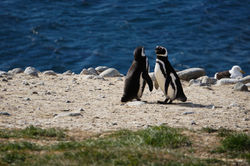 Magellanic Penguin Pals