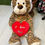 Thumbnail: Animal I love you plush 