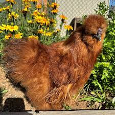 A fluffy red silkie hen standing in front of some yellow flowers in a Texas backyard
